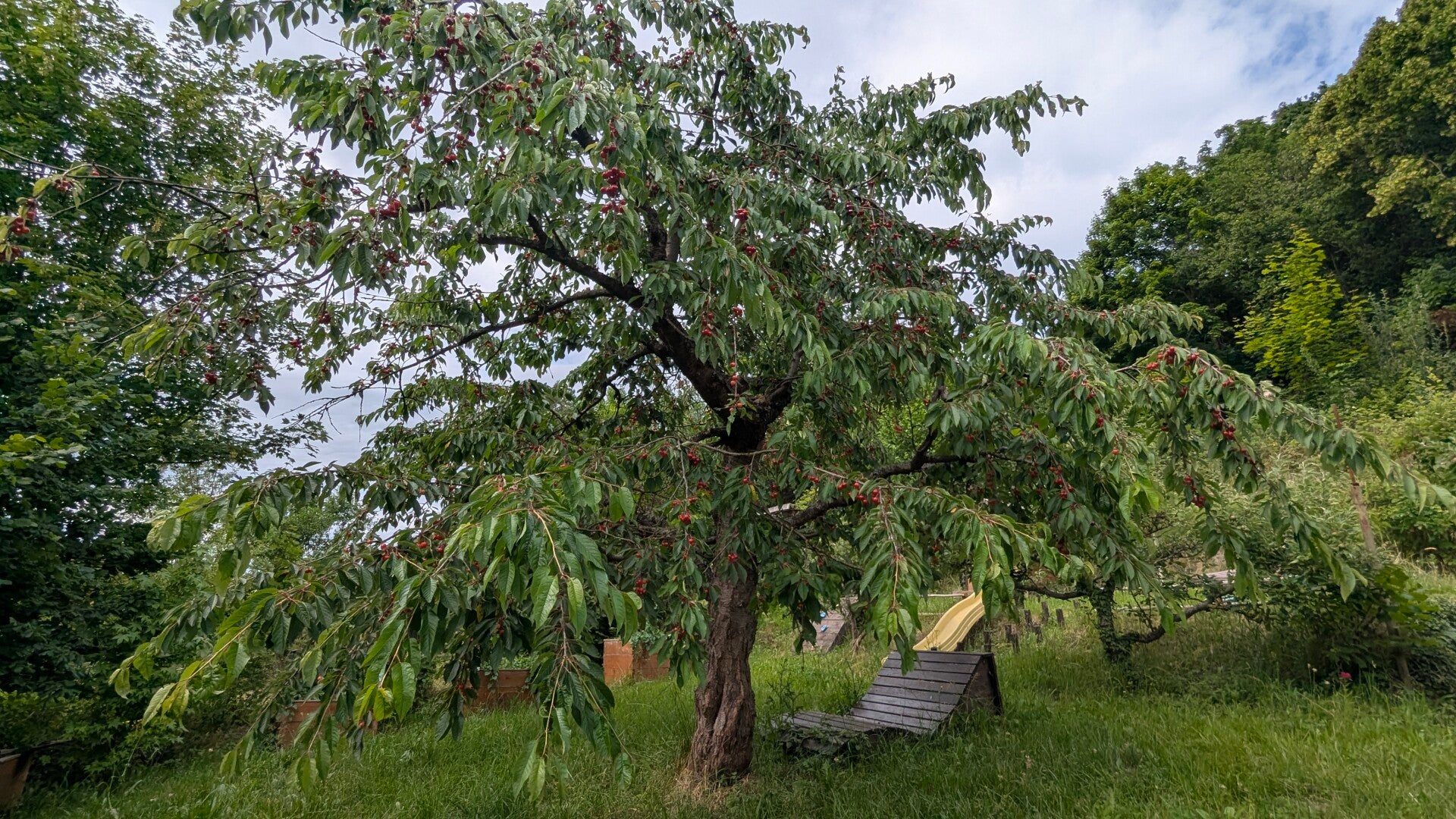 garten-oben-kirschbaum-standard.jpg