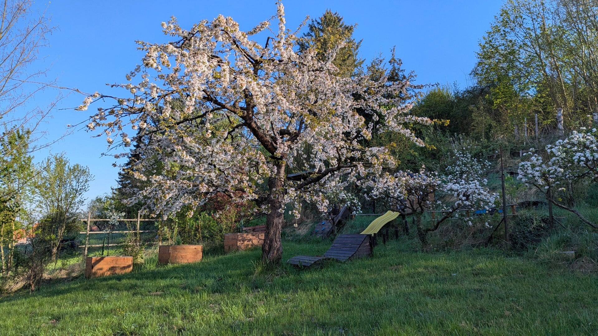 garten-oben-kirschbaumbl-te-standard.jpg