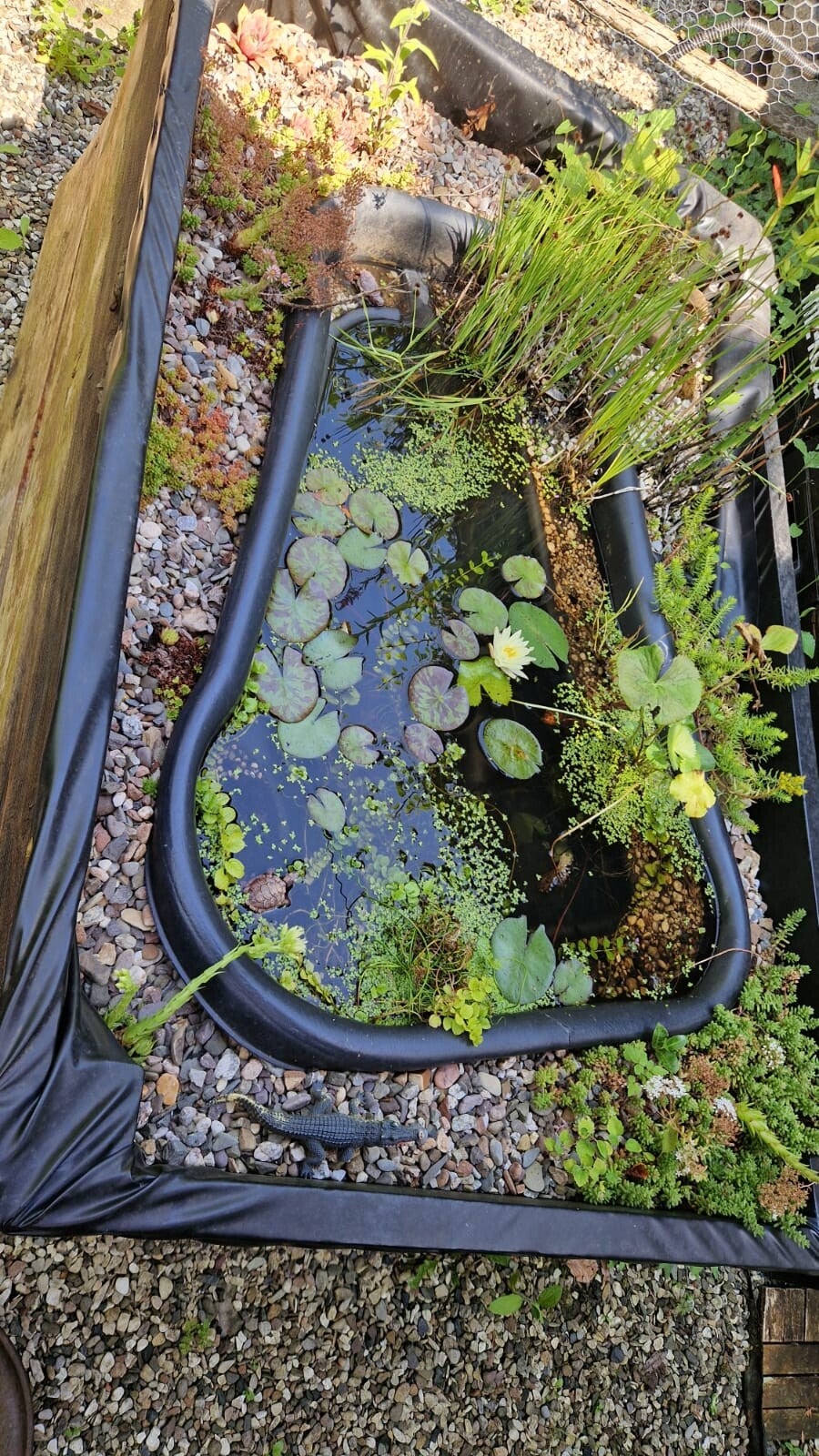 garten-unten-teich-standard-rb77pg.jpg