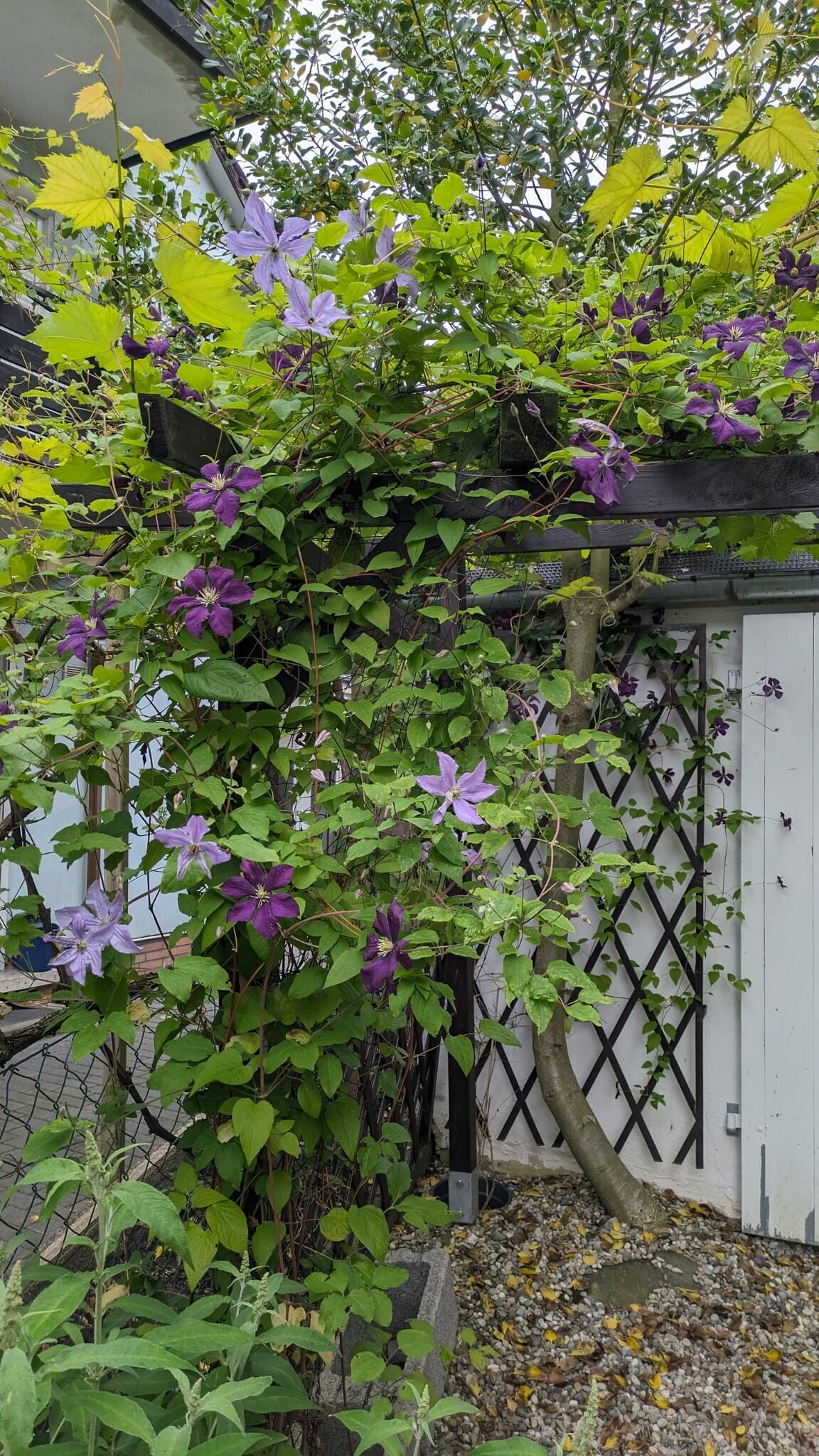 vorgarten-blumen-standard.jpg