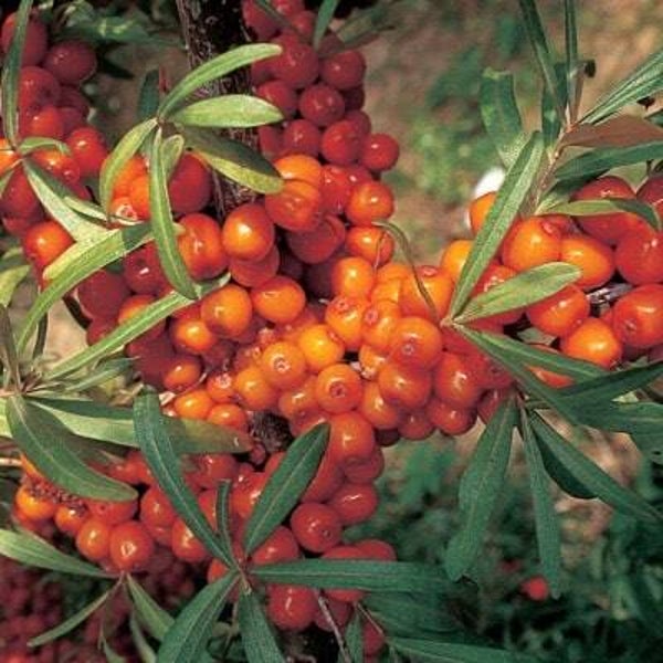Seabuckthorn Variety Botanica 3ltr pot