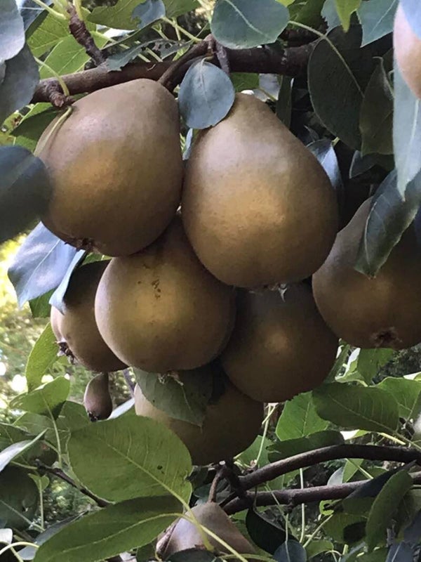 Black Auchan Pear Scottish Heritage Pear RARE