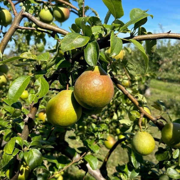 Green Pear of Yare Scottish Heritage Pear