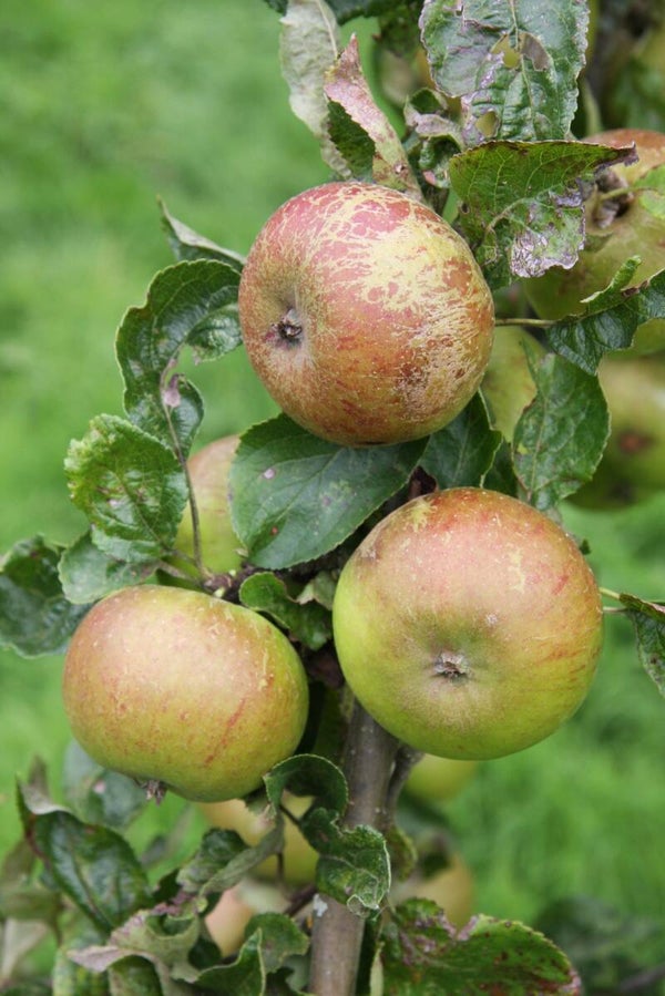 Pixie Apple
