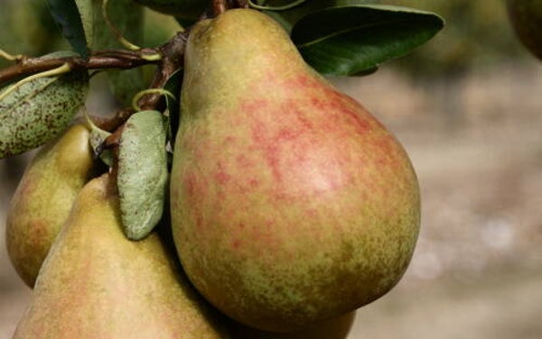Onward Pear