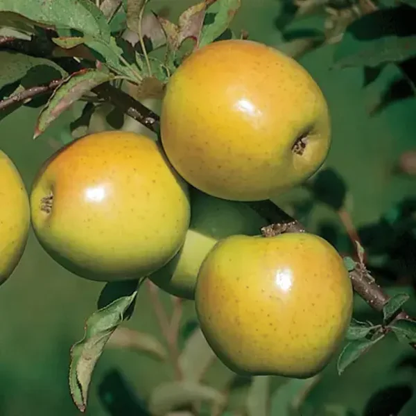 Gold Rush Apple
