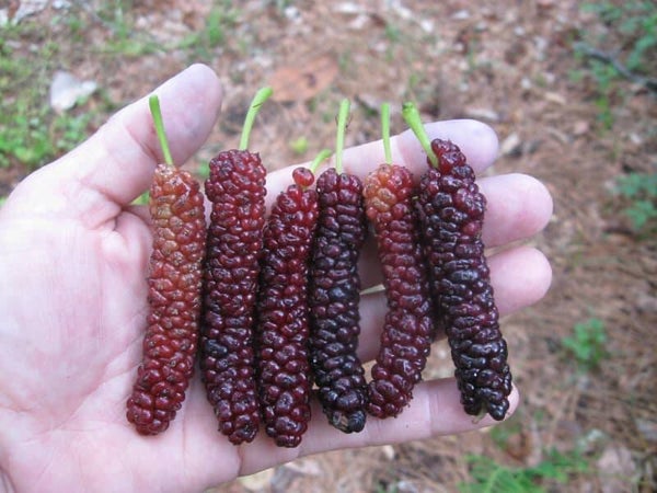 Pakastani Red Mulberry NEW