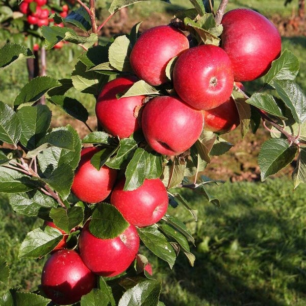 Red Windsor Apple