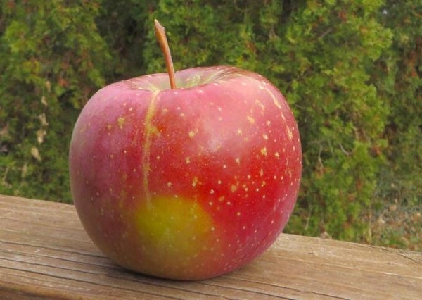 Otto Apple