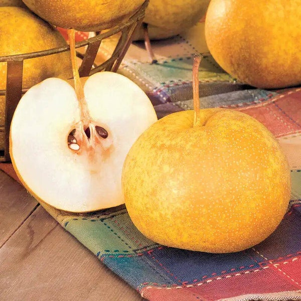 Drippin Honey Asian Pear NEW TO IRELAND