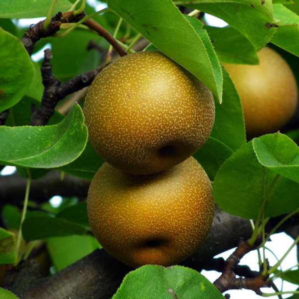 Korean Giant Asian Pear NEW TO IRELAND