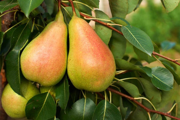 Harrow Sweet Pear. NEW TO IRELAND