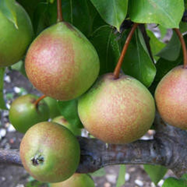 Golden Knapp Scottish Heritage Pear