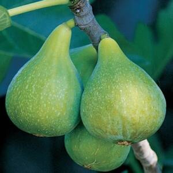 Desert King Fig NEW
