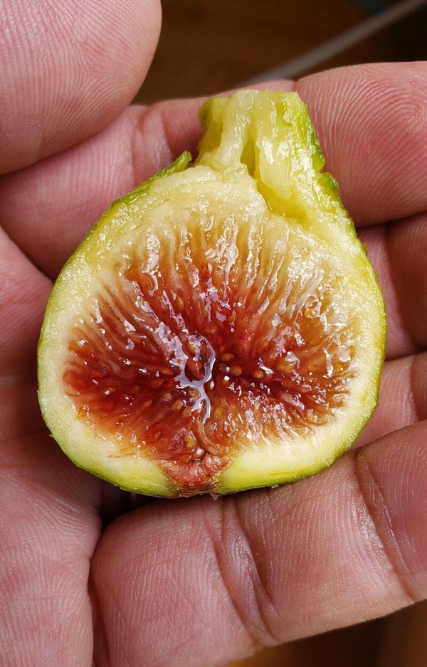 Smith Fig NEW