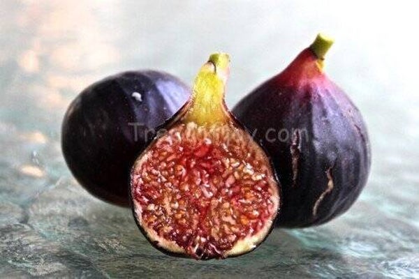 Ronde de Bourdeux Fig NEW