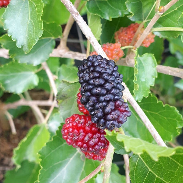 Milanowek Mulberry NEW