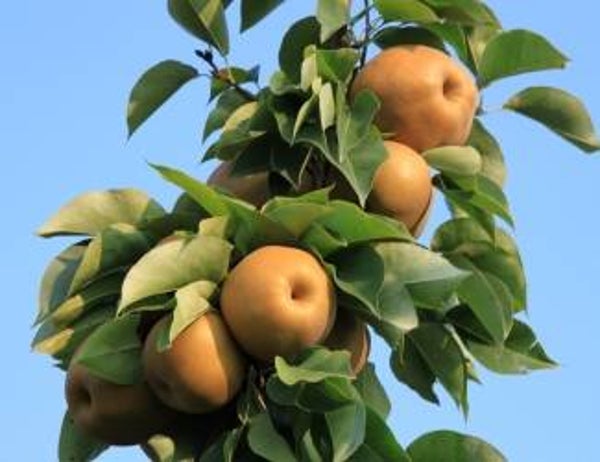 Asian Pear Atago NEW