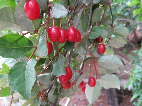 Sweet Scarlet Goumi Berry (Eleagnus Multiflora) NEW