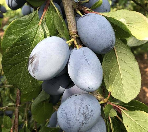 Top Hit Plum NEW