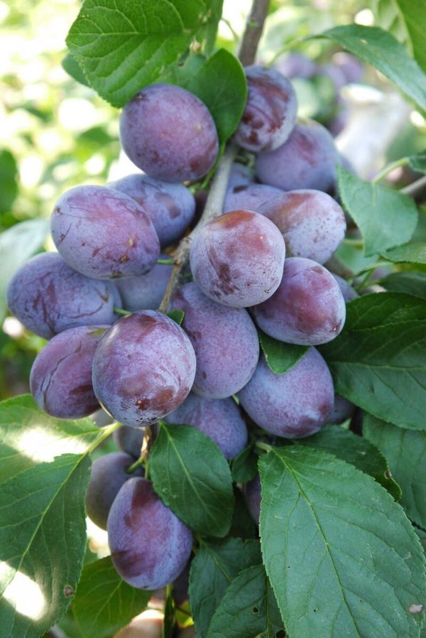 Katinka Plum NEW