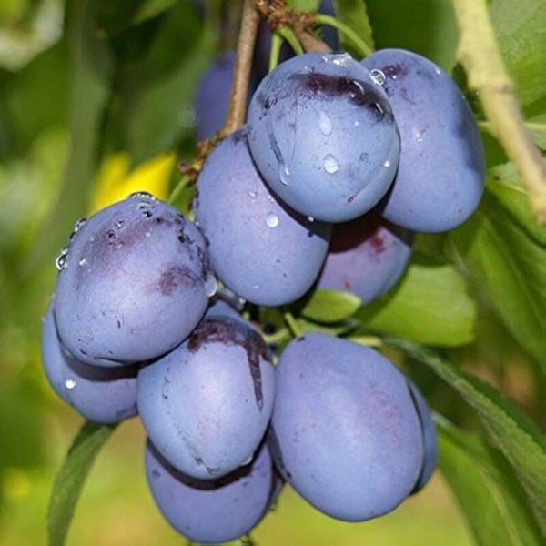 JoJo plum NEW
