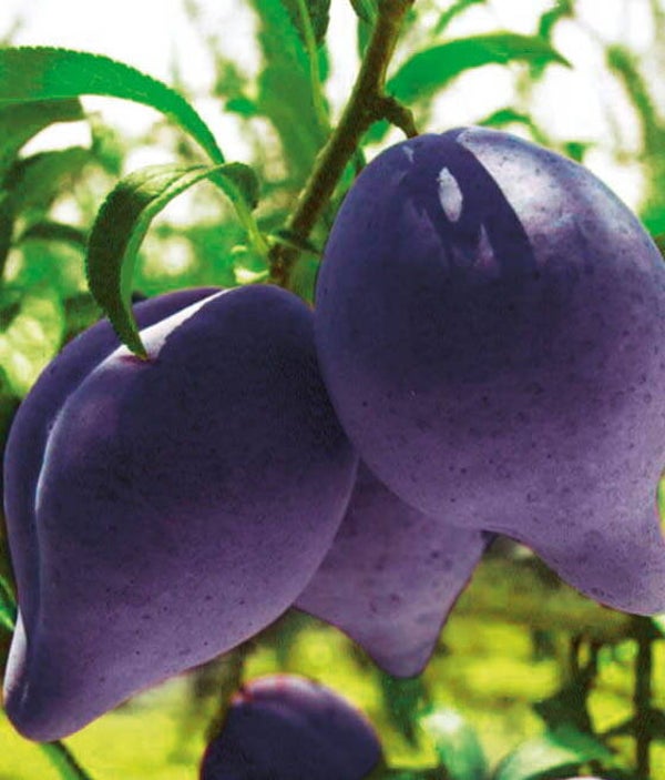 Droplet Black Shark Plum NEW
