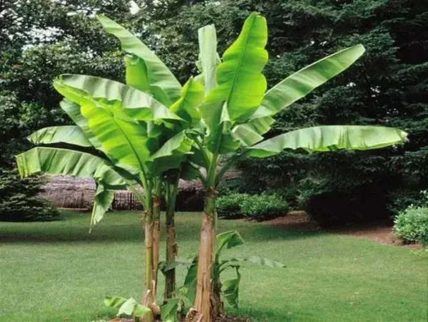 Hardy Banana Musa Dajiao NEW