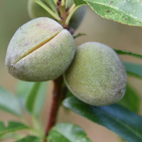 Robjin Almond