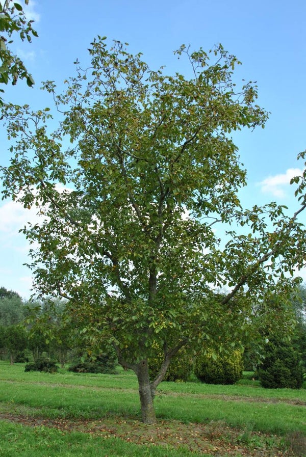 Walnut Seedlings(Not grafted)