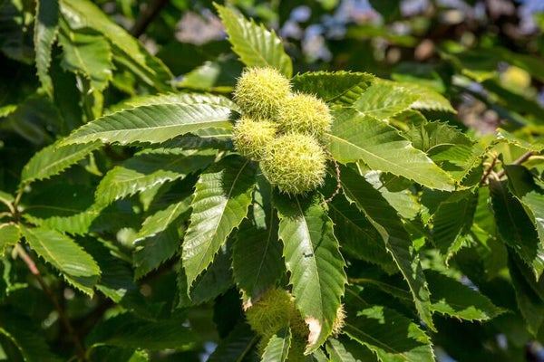Sweet Chestnut seedlings (Not grafted)