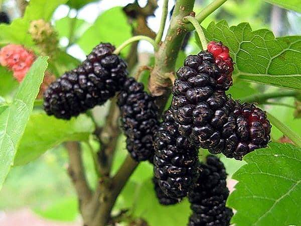 Illinois Everbearing Mulberry NEW