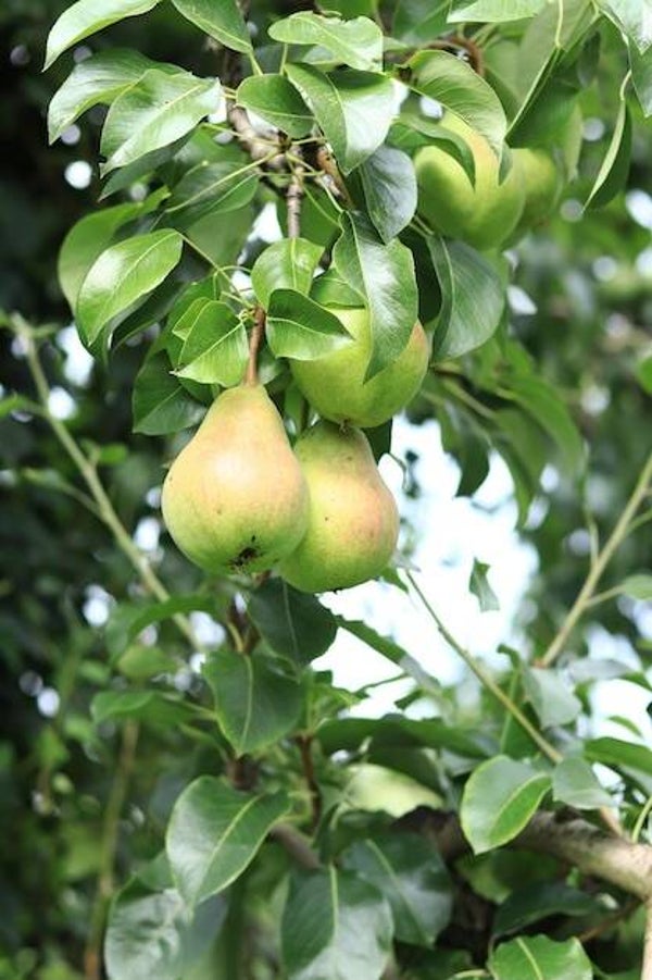Crawford Pear Scottish Heritage Pear NEW