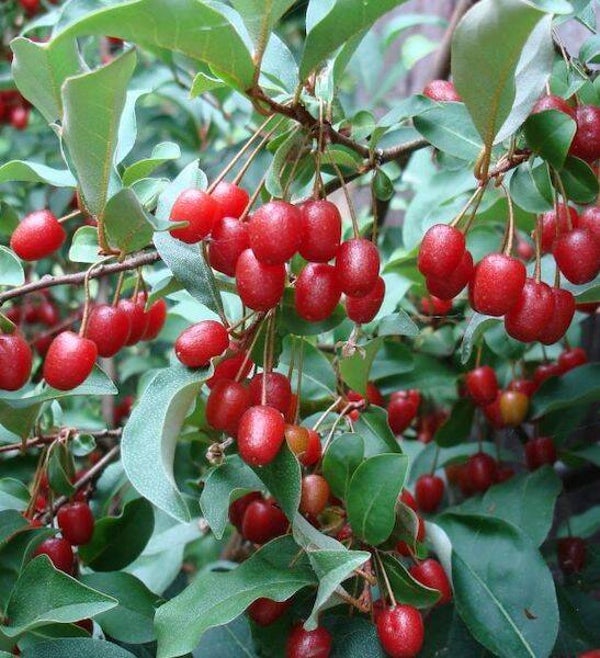 Moniz Goumi (Eleagnus Multiflora) NEW