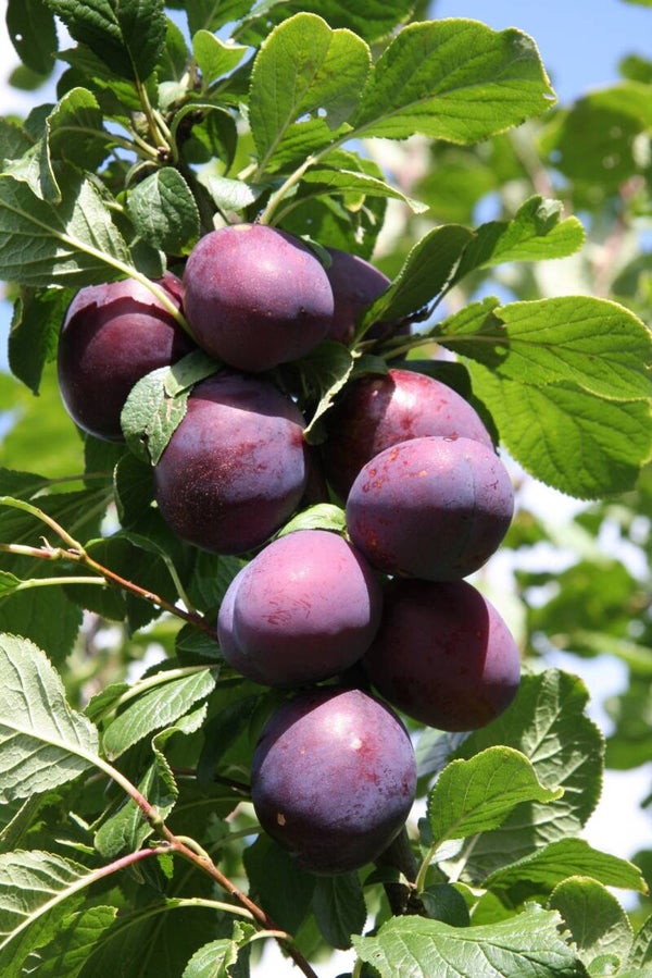 Czar Plum Dual purpose