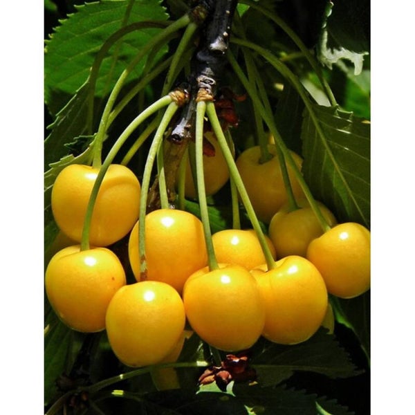 Drogan Yellow Cherry