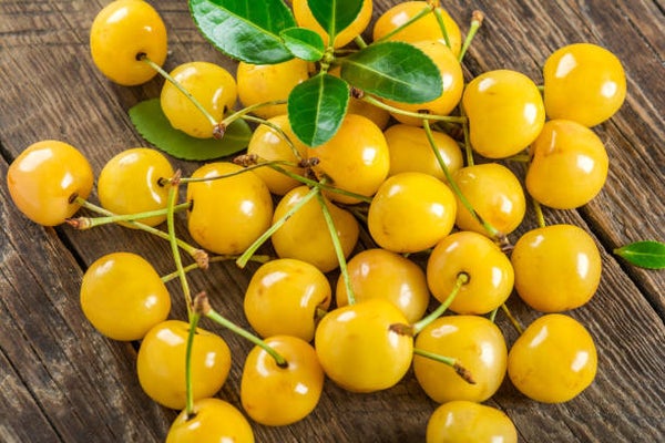Canary Yellow Cherry NEW