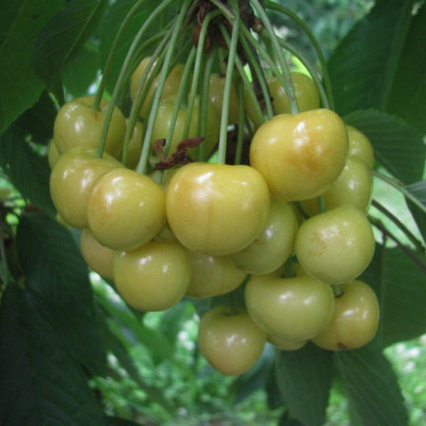 Maria White Cherry NEW