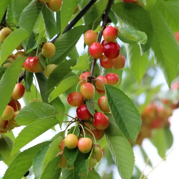Kunze Cherry New