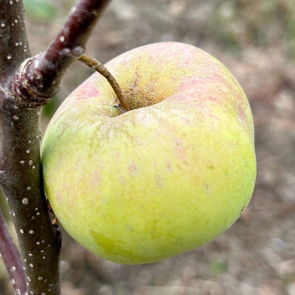 Early Julyan Apple Scottish Heritage apple