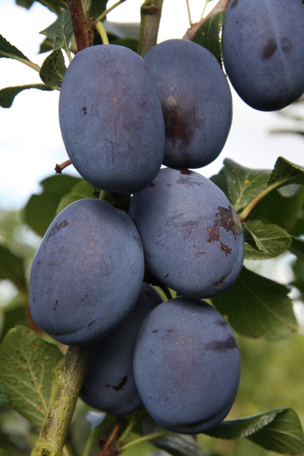 Haganta Plum NEW
