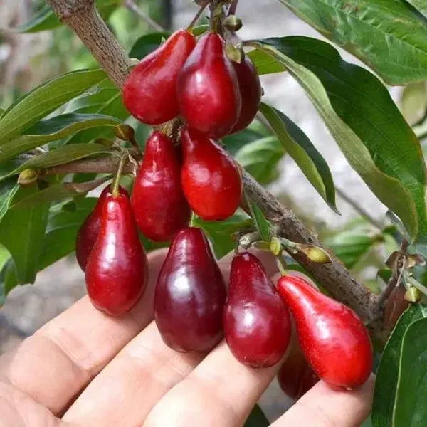 Szafer Cornelian Cherry Cornus Mas
