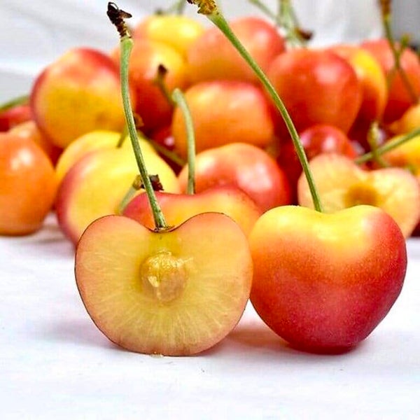 Rainier Cherry