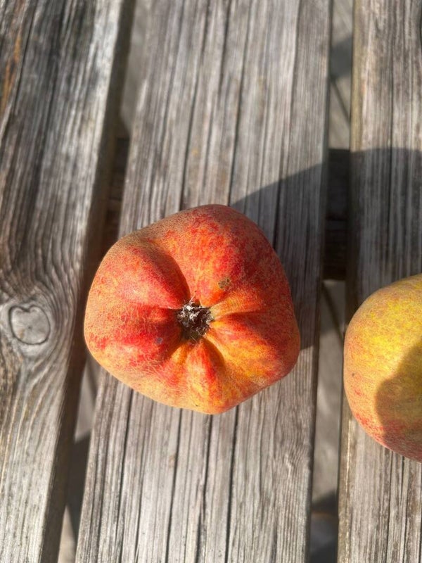 Starburst Apple NEW