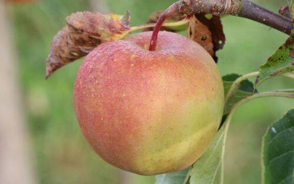 Gold Rush Apple NEW