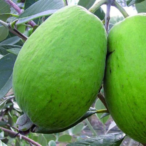 Kaiteri Feijoa NEW RARE