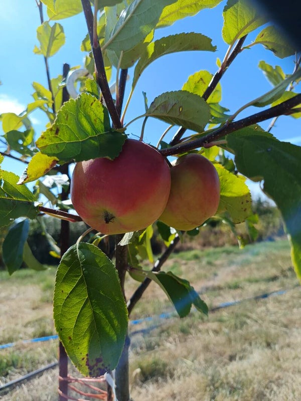 Apple Santana