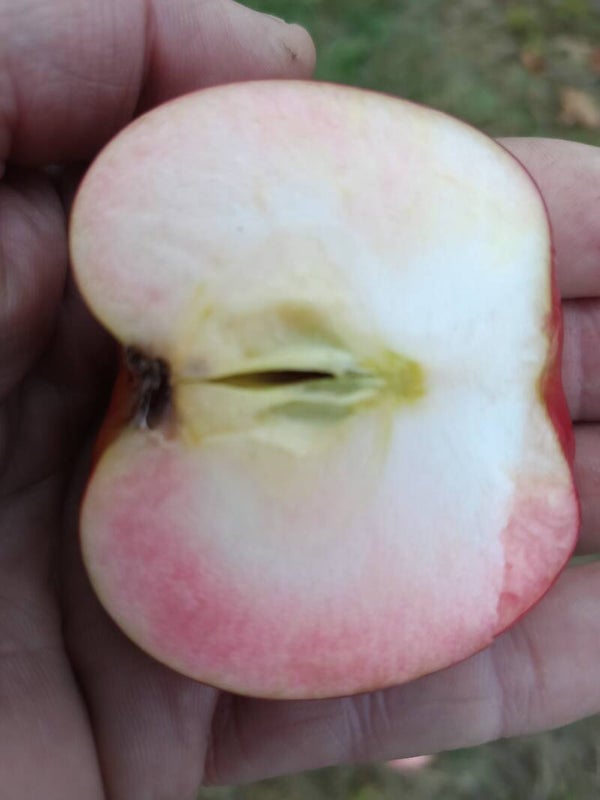 Blush Rosette Apple Bareroot