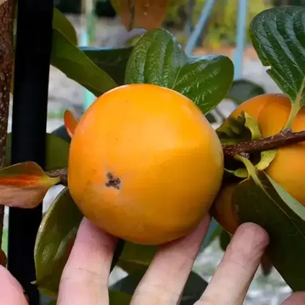 Asian Persimmon (Kaki) Mriya 10ltr Pot