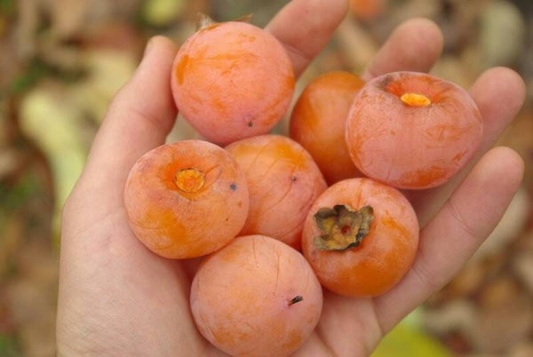 American Persimmon Lehman's Delight Bareroot